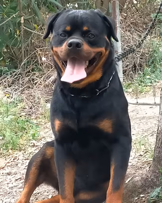 Rottweiler