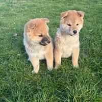 Shiba Inu