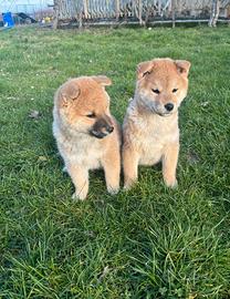 Shiba Inu