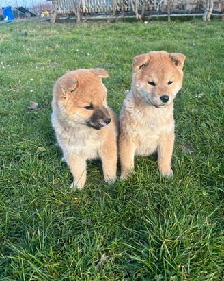 Shiba Inu
