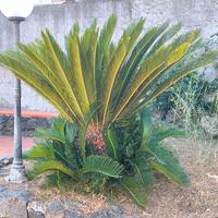 Cycas  Revoluta (maschio /  femmina)