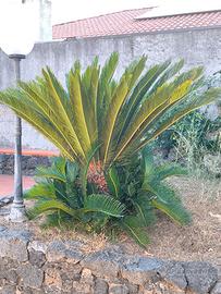 Cycas  Revoluta (maschio /  femmina)