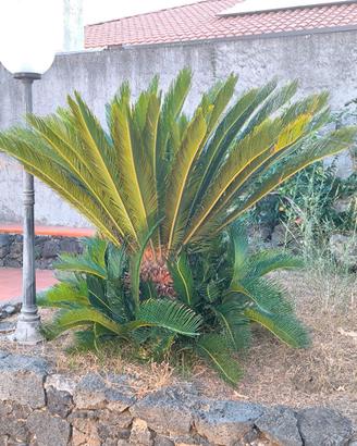 Cycas  Revoluta (maschio /  femmina)