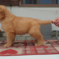 Golden retriever americani cuccioli e cucciole