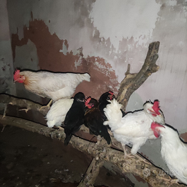 Galline, pollastre e anatre