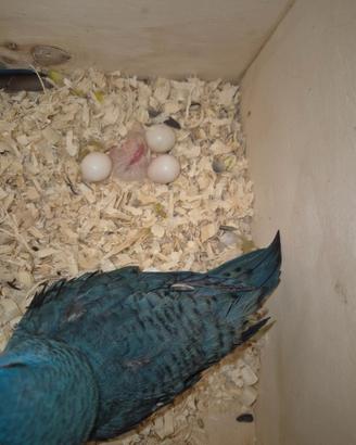 Parrochetto baratto