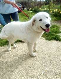 Zampaluna cucciolona dolcissima?