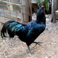 Australorp,Brahama