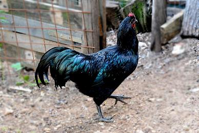 Australorp,Brahama