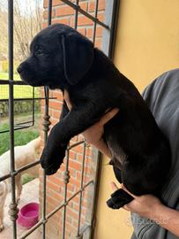 Cucciola Labrador