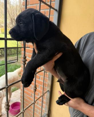 Cucciola Labrador