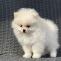 Cucciolo spitz dí Pomerania