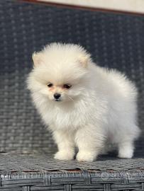 Cucciolo spitz dí Pomerania