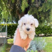 Cuccioli Schnauzer nano BIANCHI, pedigree ENCI