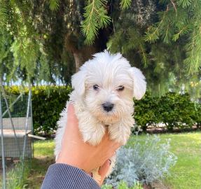 Cuccioli Schnauzer nano BIANCHI, pedigree ENCI