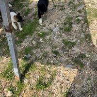 Cuccioli di Akita Americano