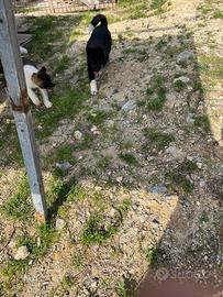 Cuccioli di Akita Americano