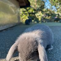 Coniglietti nani Ariete blu