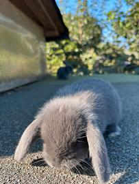 Coniglietti nani Ariete blu