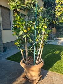 limone in conca