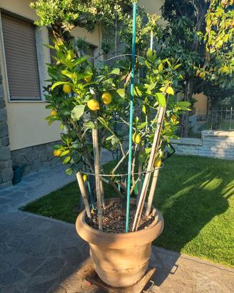 limone in conca