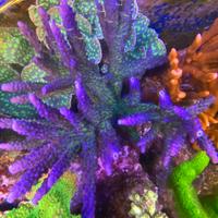 Corallo sps miyagi tort