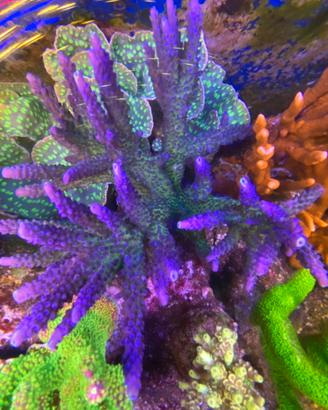 Corallo sps miyagi tort