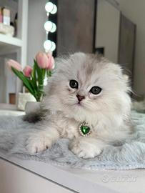 Gattino Scottish Fold Maschio