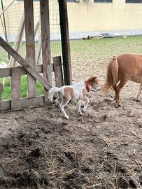 Mini pony cucciolo