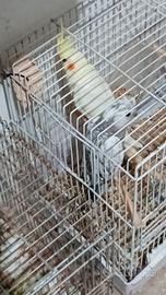 Animali ciccio