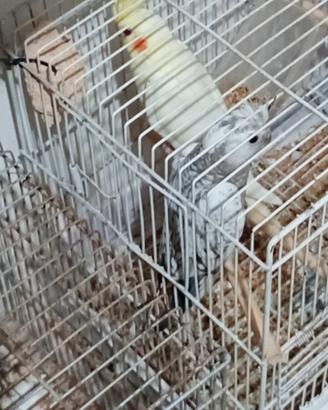 Animali ciccio