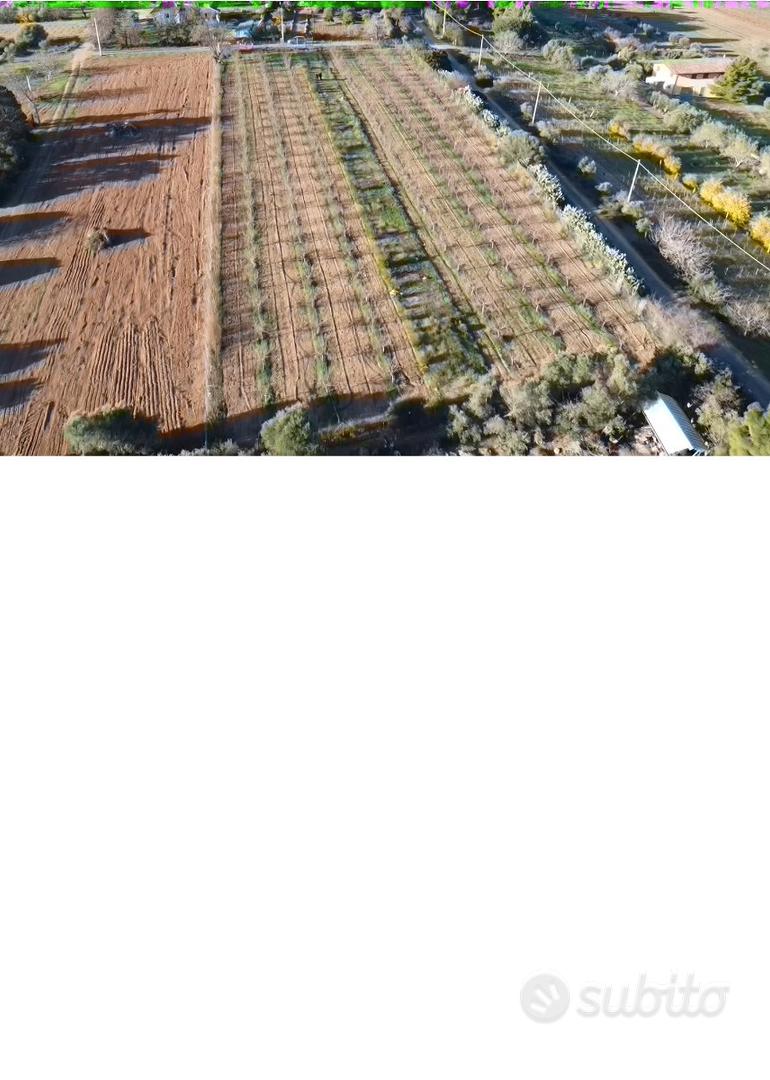 Terreno piantumato. MANDORLETO in produzione - Vista 5
