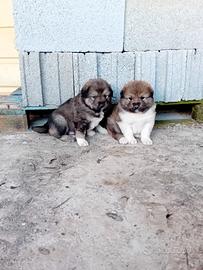 Cuccioli pastore del Caucaso