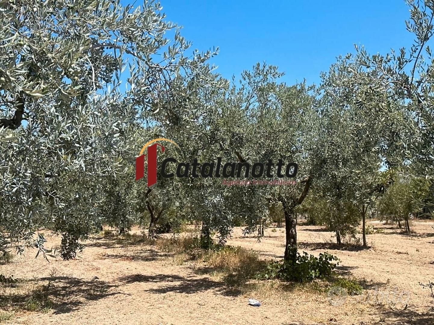 Terreno agricolo con uliveto e magazzino a Castelv - Vista 4