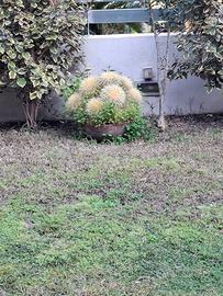 pianta cuscino della suocera 