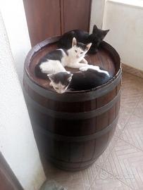 Gattini in adozione