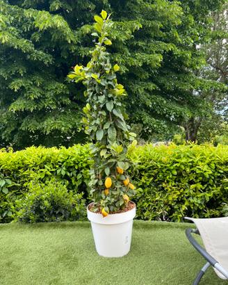 Piante di limone