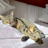 Babysitter, stiro, pulizie, colf, inglese