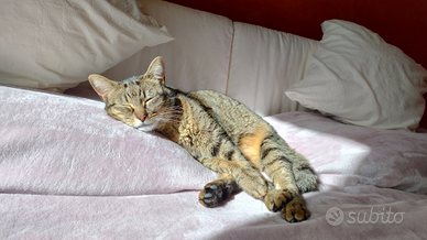 Babysitter, stiro, pulizie, colf, inglese