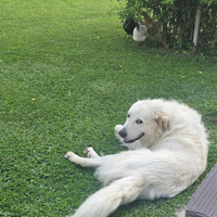 Pastore maremmano abruzzese