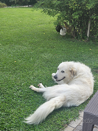 Pastore maremmano abruzzese