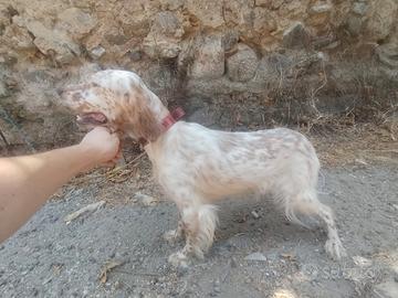 Setter inglese