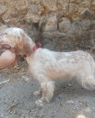Setter inglese