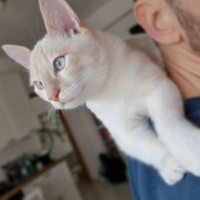 Gattino bianco rosso occhi azzurri nato in casa