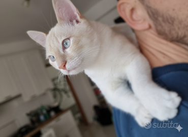 Gattino bianco rosso occhi azzurri nato in casa