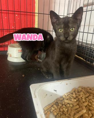Wanda e Nami gattine di tre mesi