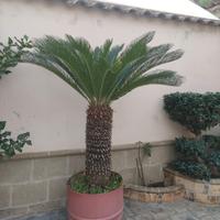 Cycas  revoluta