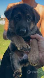 Cuccioli di pastore tedesco 