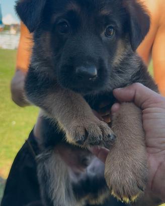 Cuccioli di pastore tedesco 