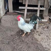 Gllina/gallo